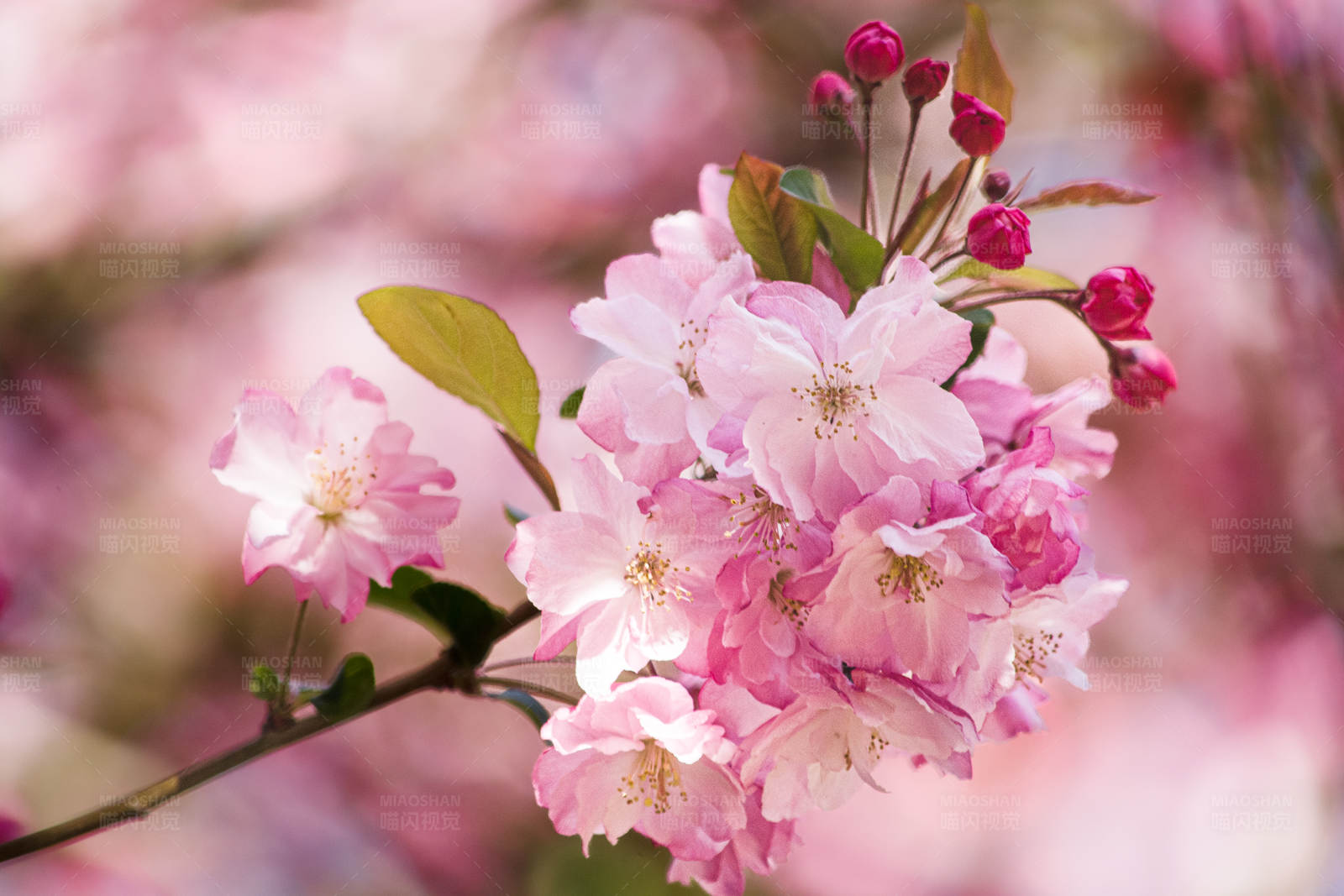 粉色樱花绽放图片