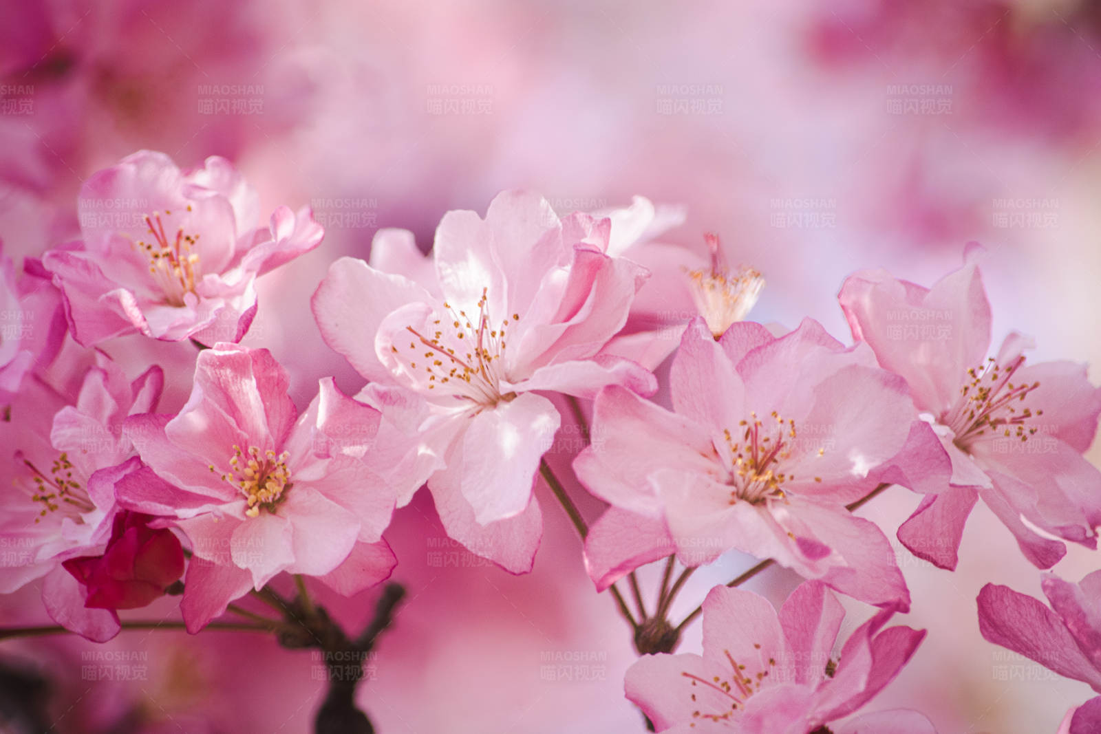 粉色海棠花绽放图片