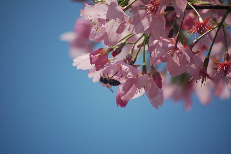 蜜蜂采蜜樱花间图片