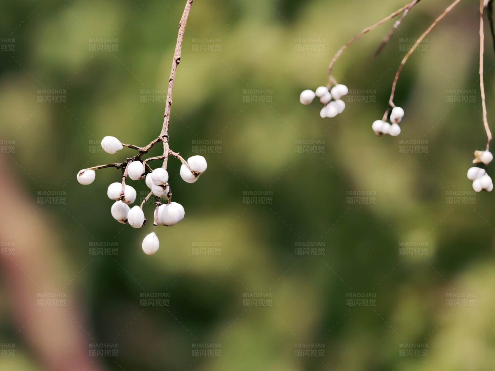 冬日雪白浆果图片