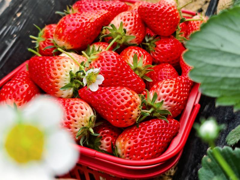 新鲜草莓篮图片