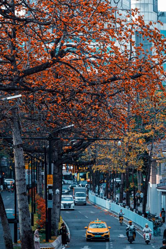 秋日城市街道图片