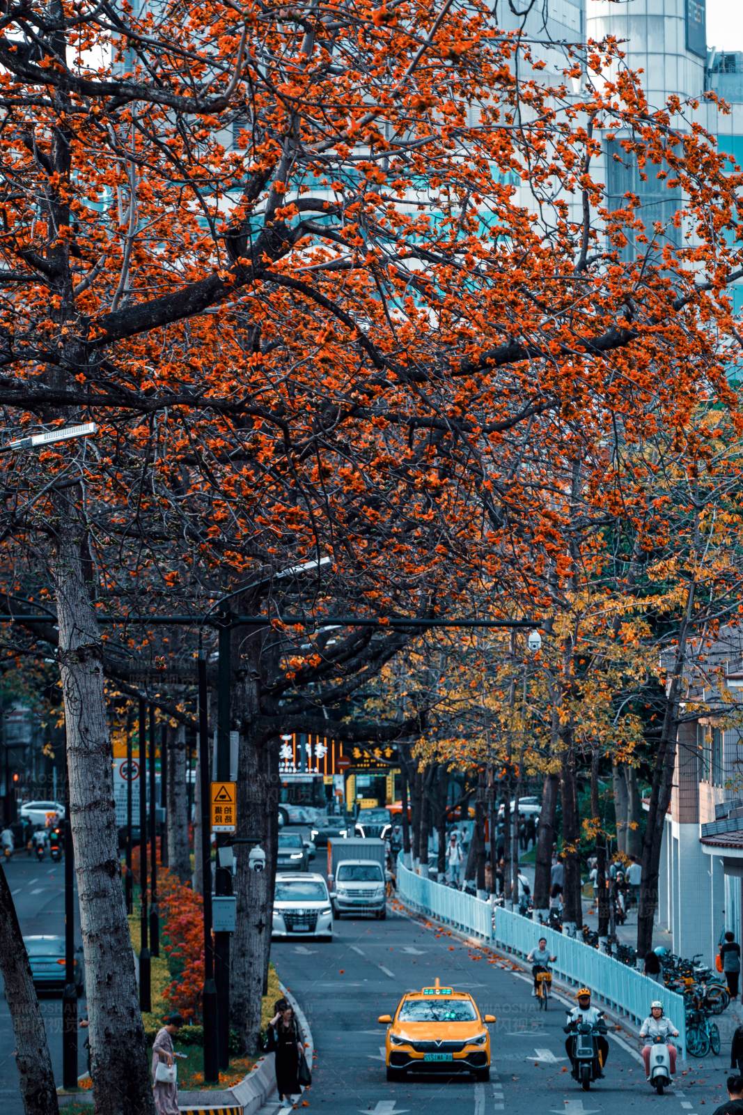 秋日城市街道图片