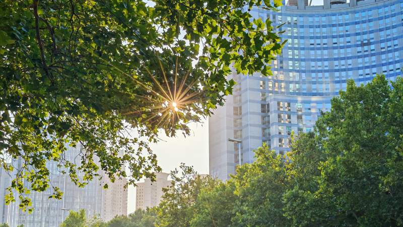 阳光穿透树叶照耀城市图片