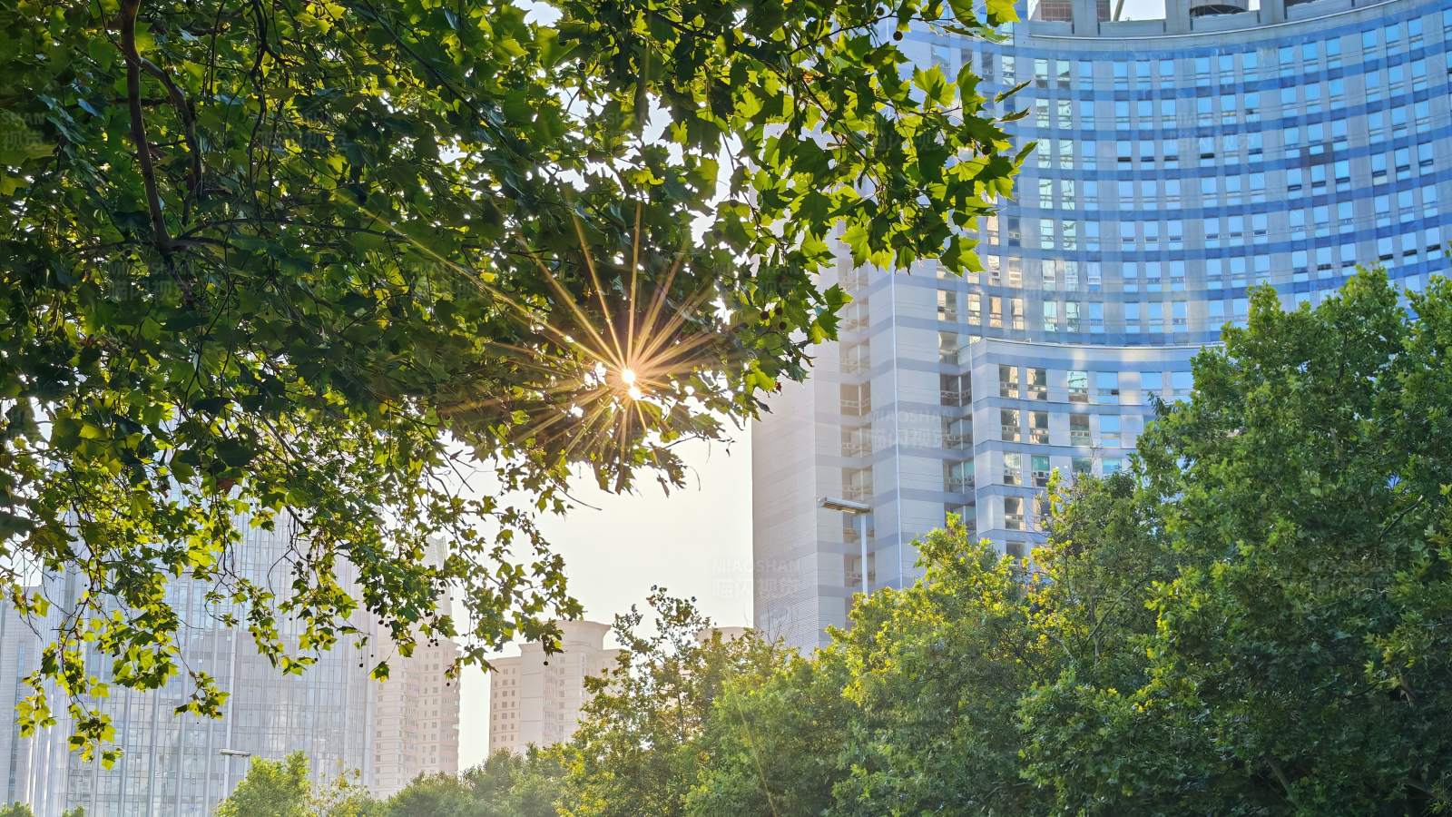 阳光穿透树叶照耀城市图片