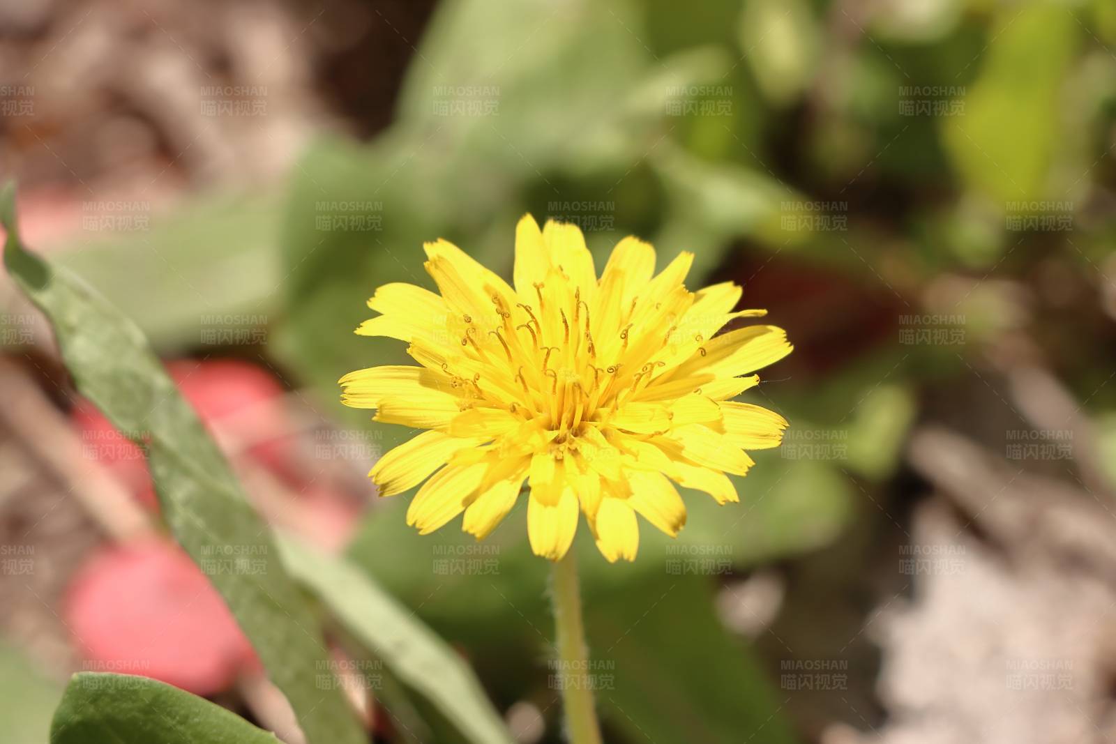 黄色花朵特写图片