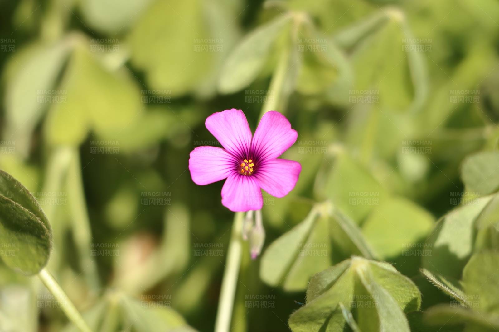 盛放的红花醡浆草图片