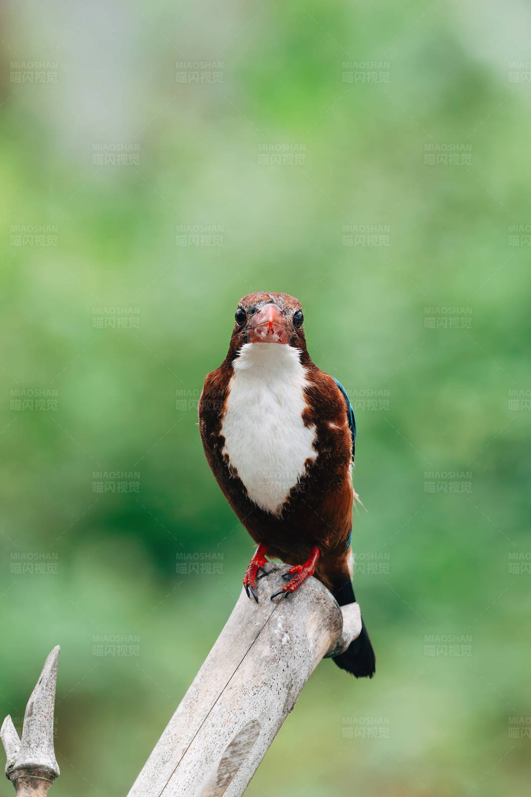 翠鸟栖息 静待猎物图片