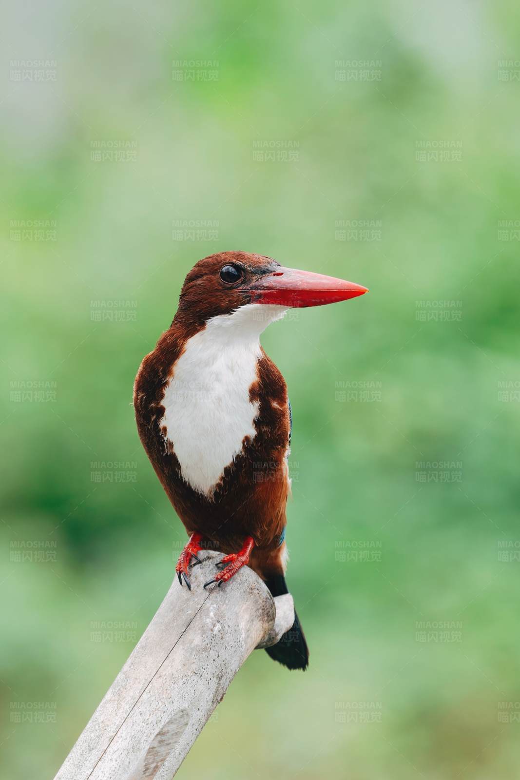 白喉翠鸟栖息枝头图片