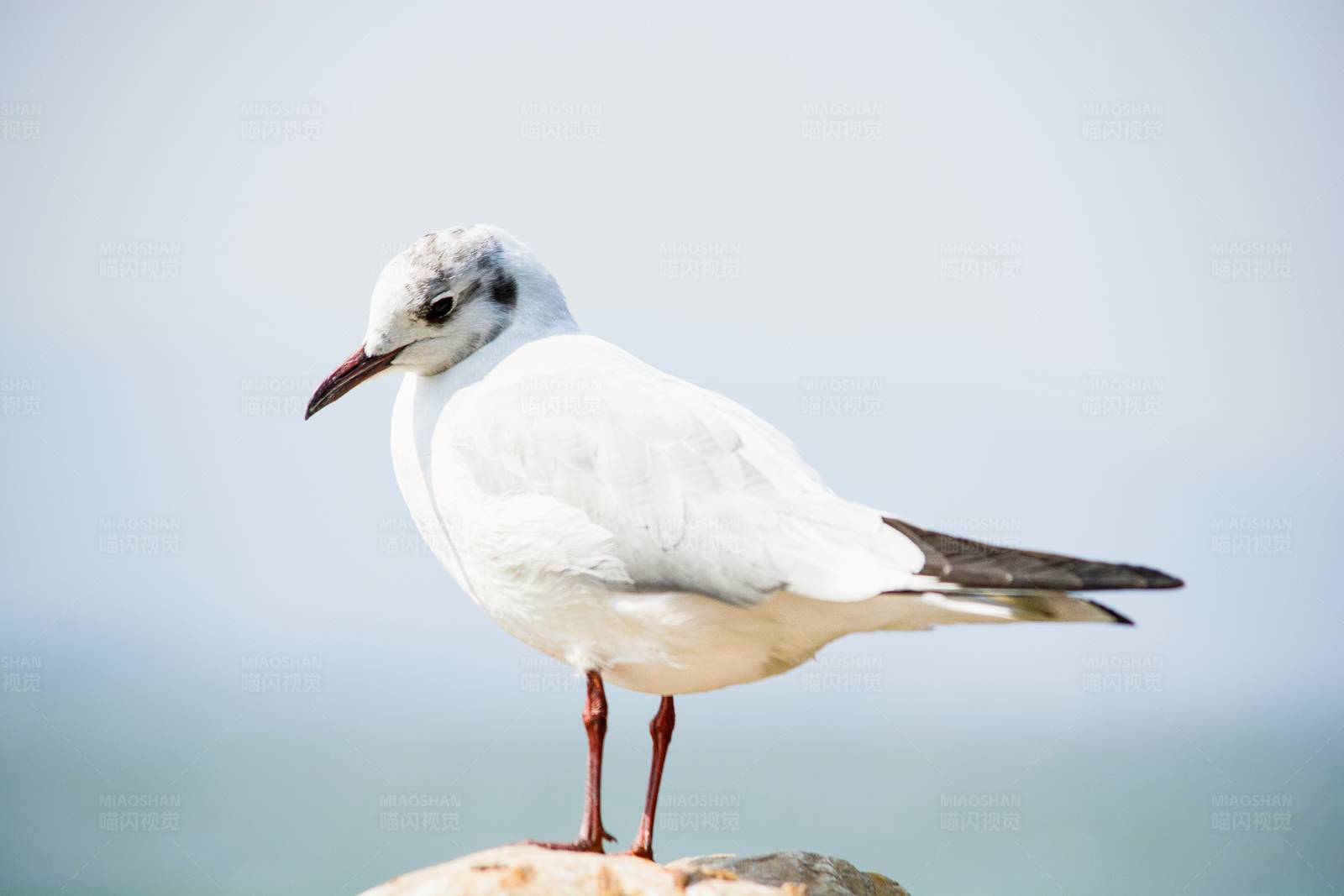 海鸥栖息图片