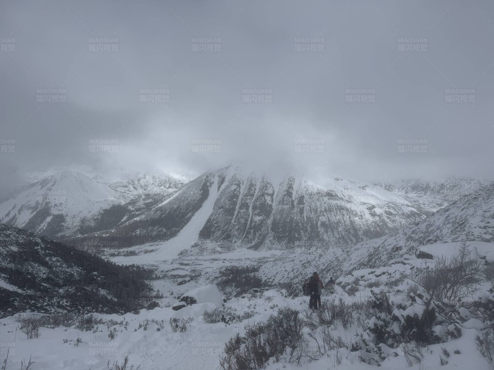 雪中独行者图片