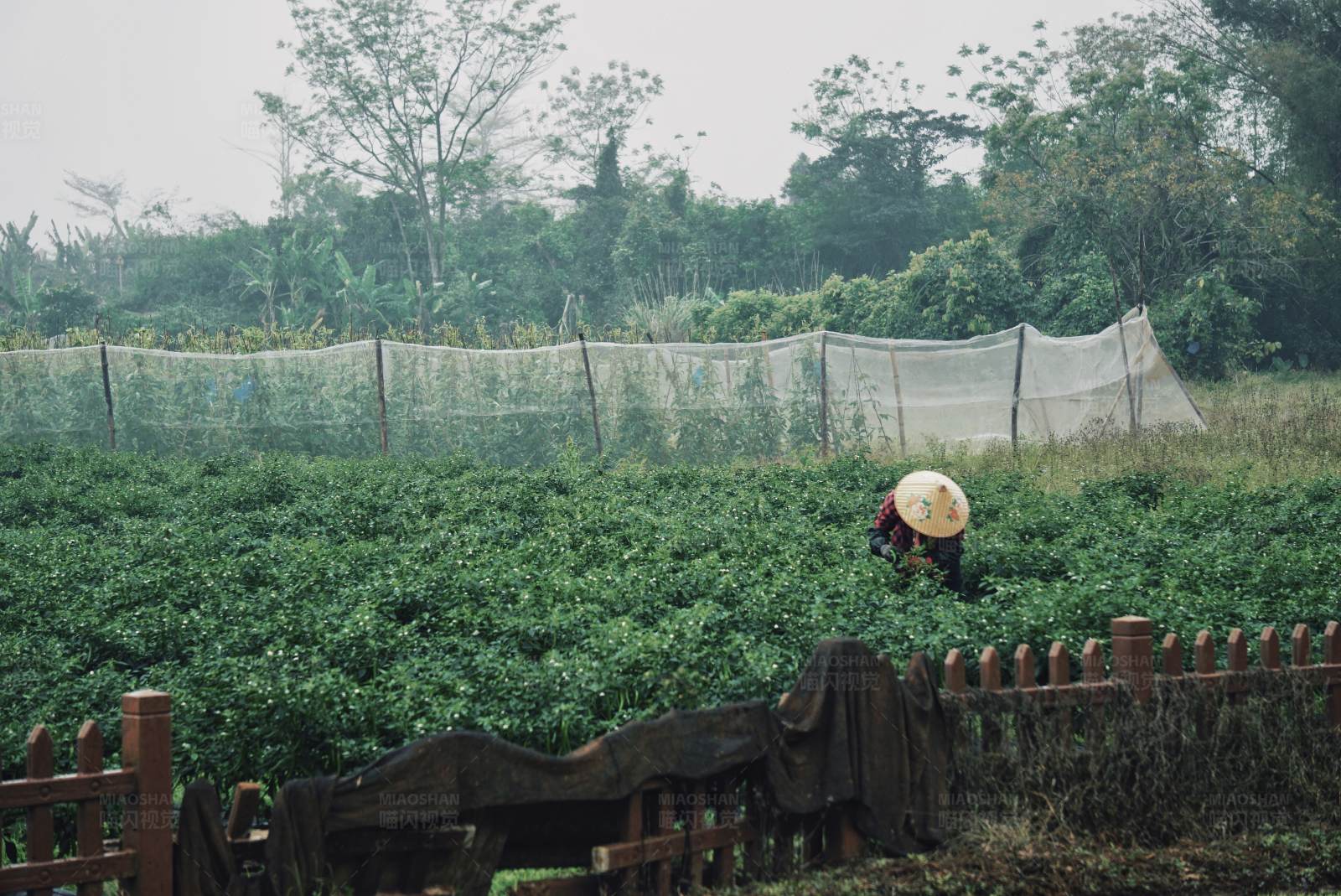 茶园劳作图片