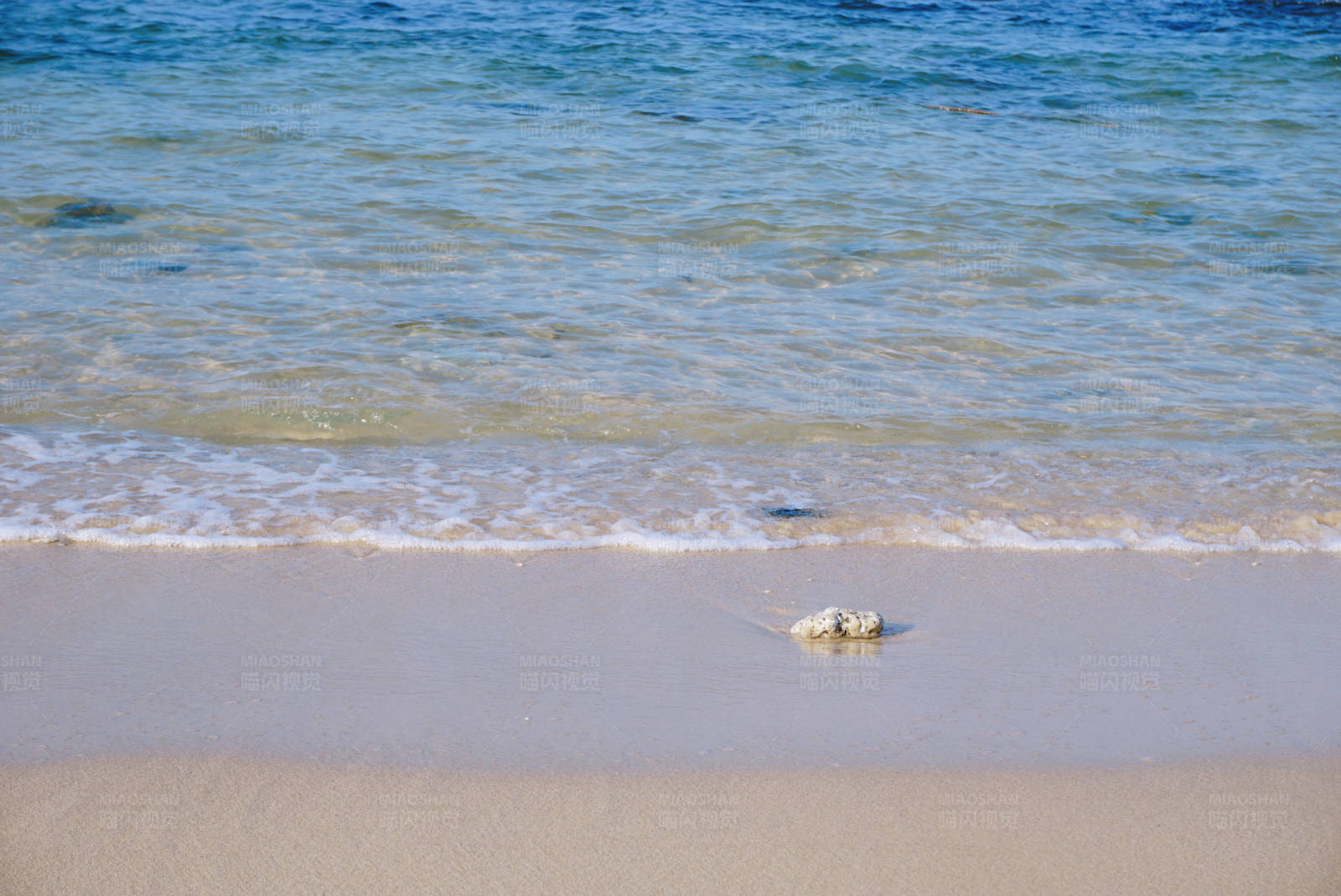 沙滩上的孤独贝壳图片