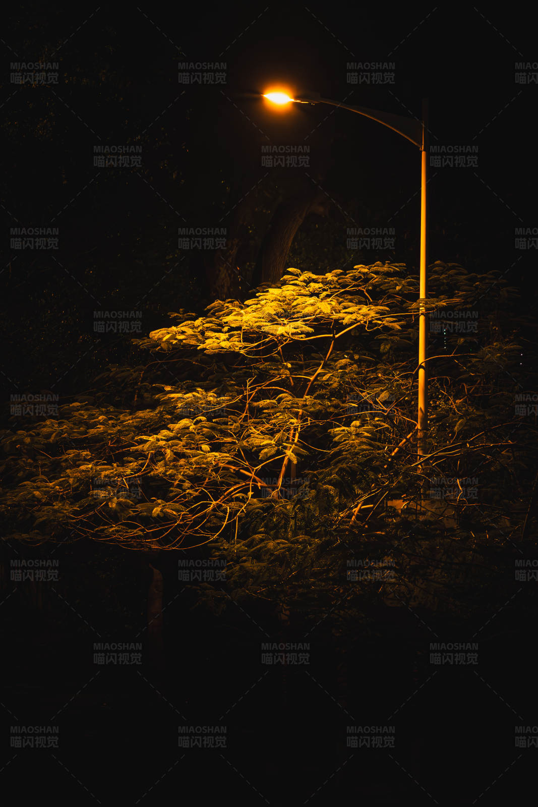 夜色中的路灯与树影图片