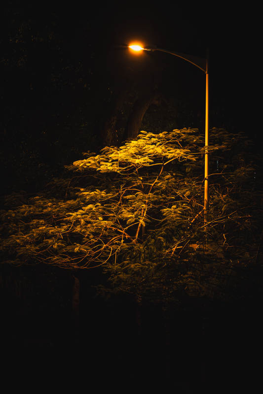 夜色中的路灯与树影图片