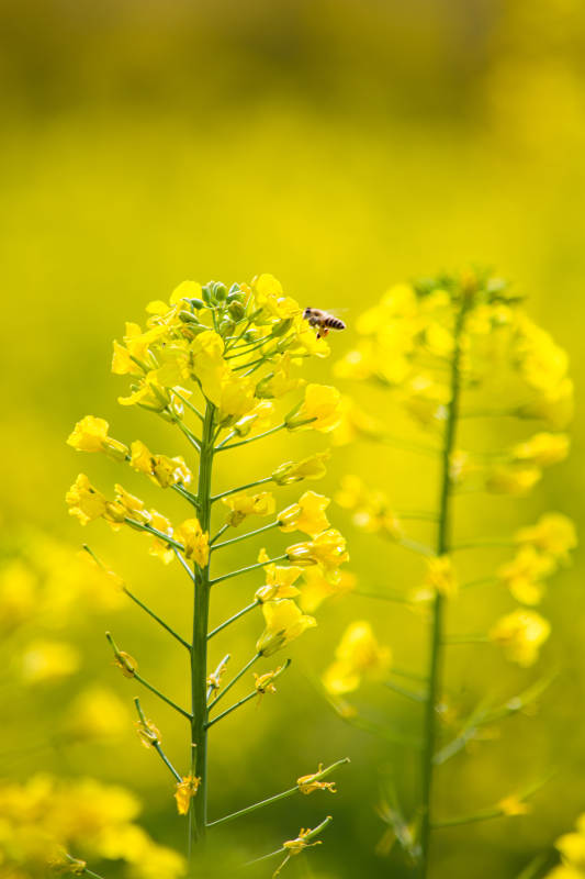 蜜蜂采蜜在油菜花田图片