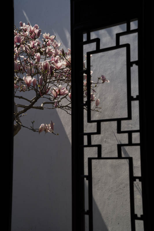 窗棂外的春花烂漫图片