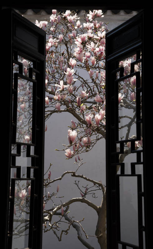 花开窗前春意浓图片