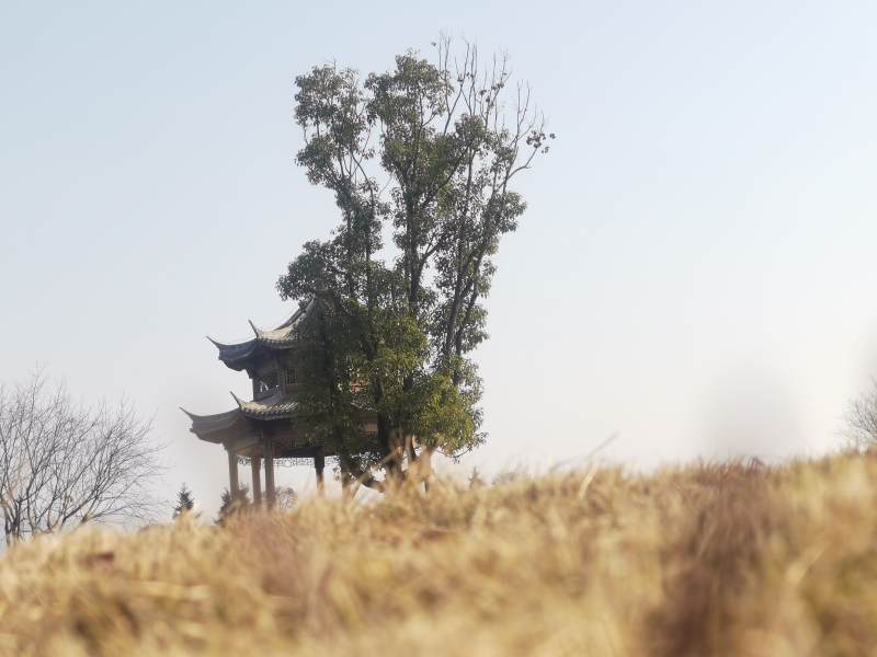 古塔隐于树后图片