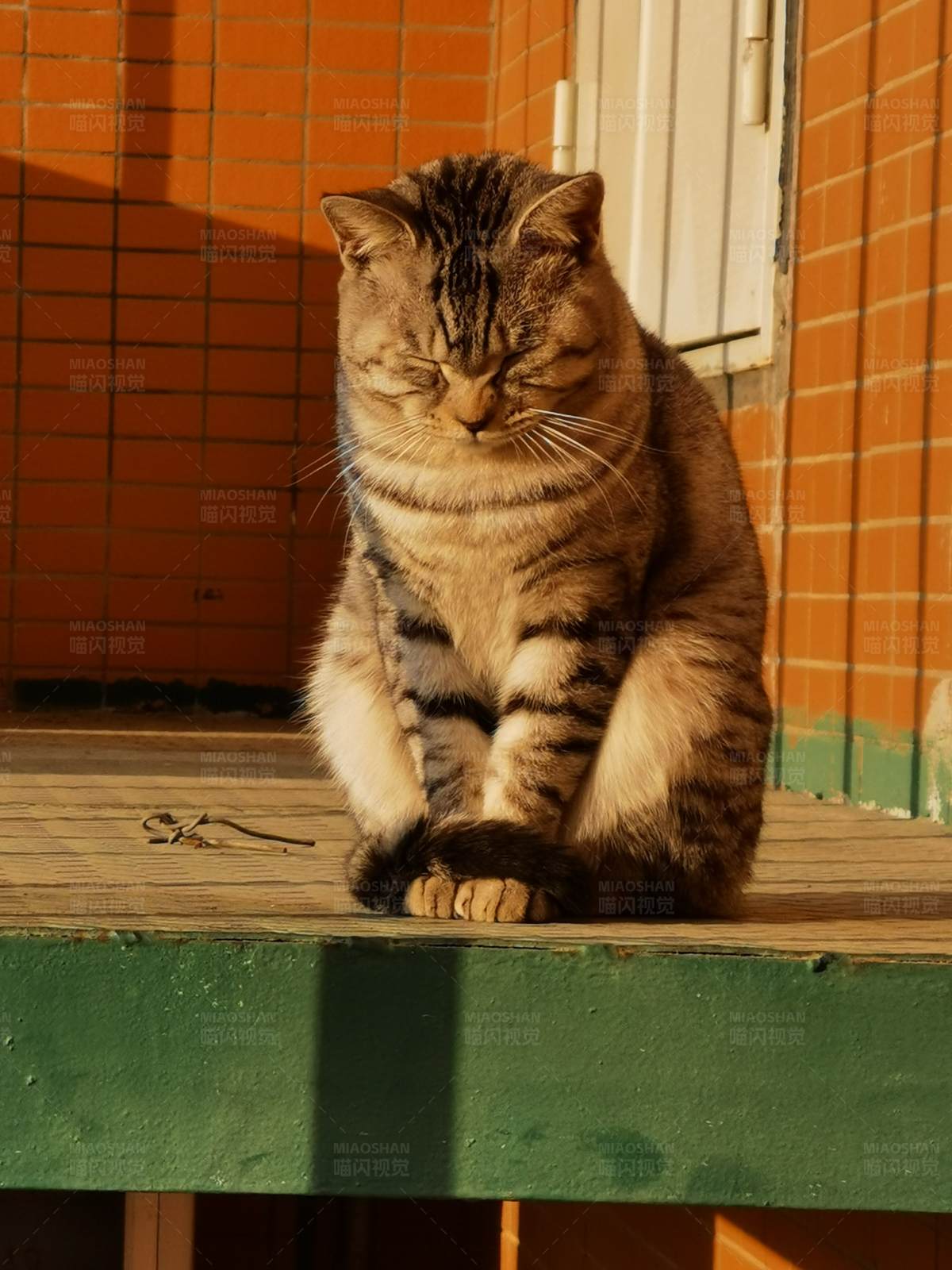 阳光下的猫咪图片