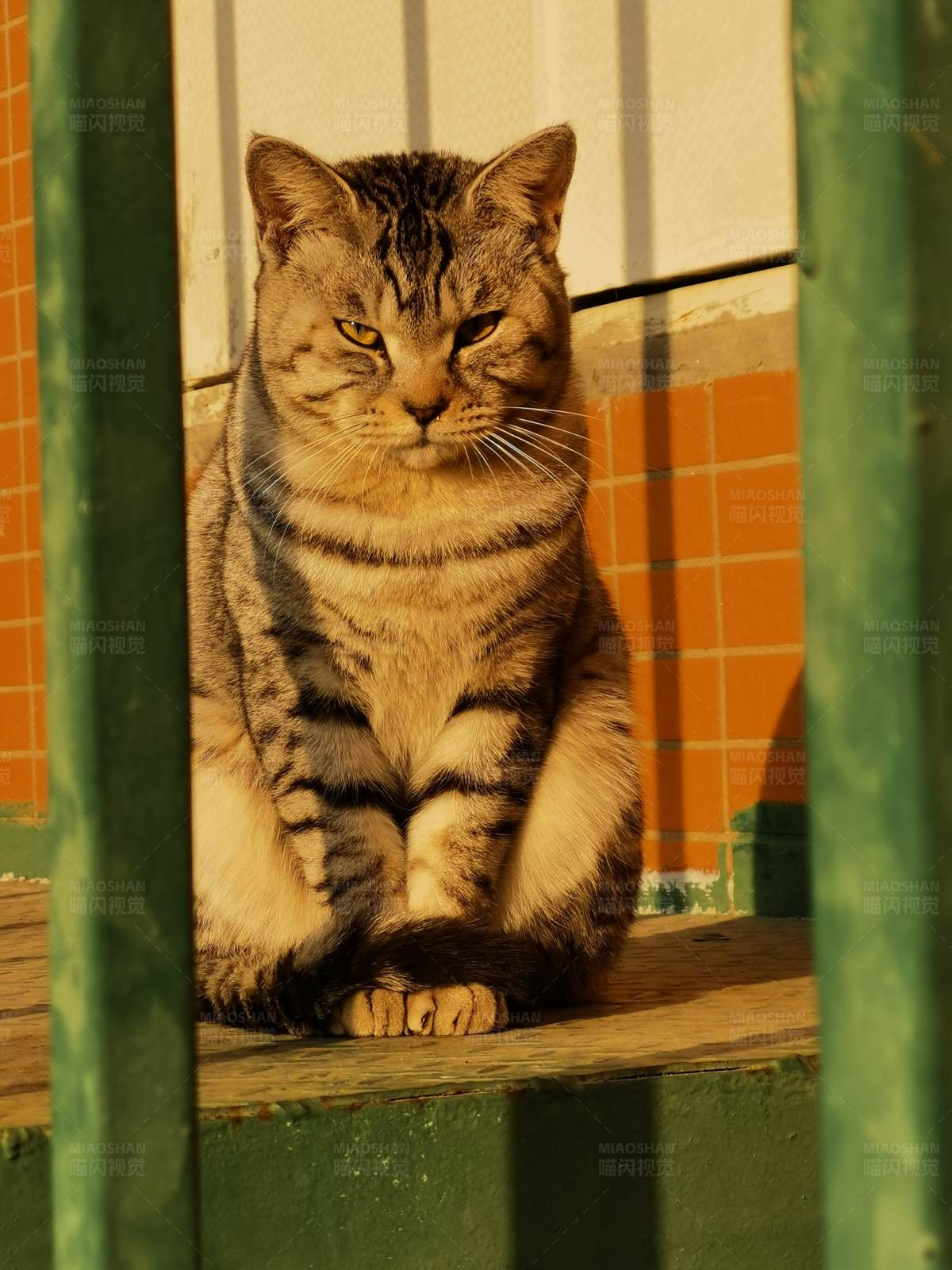 窗边的虎斑猫图片