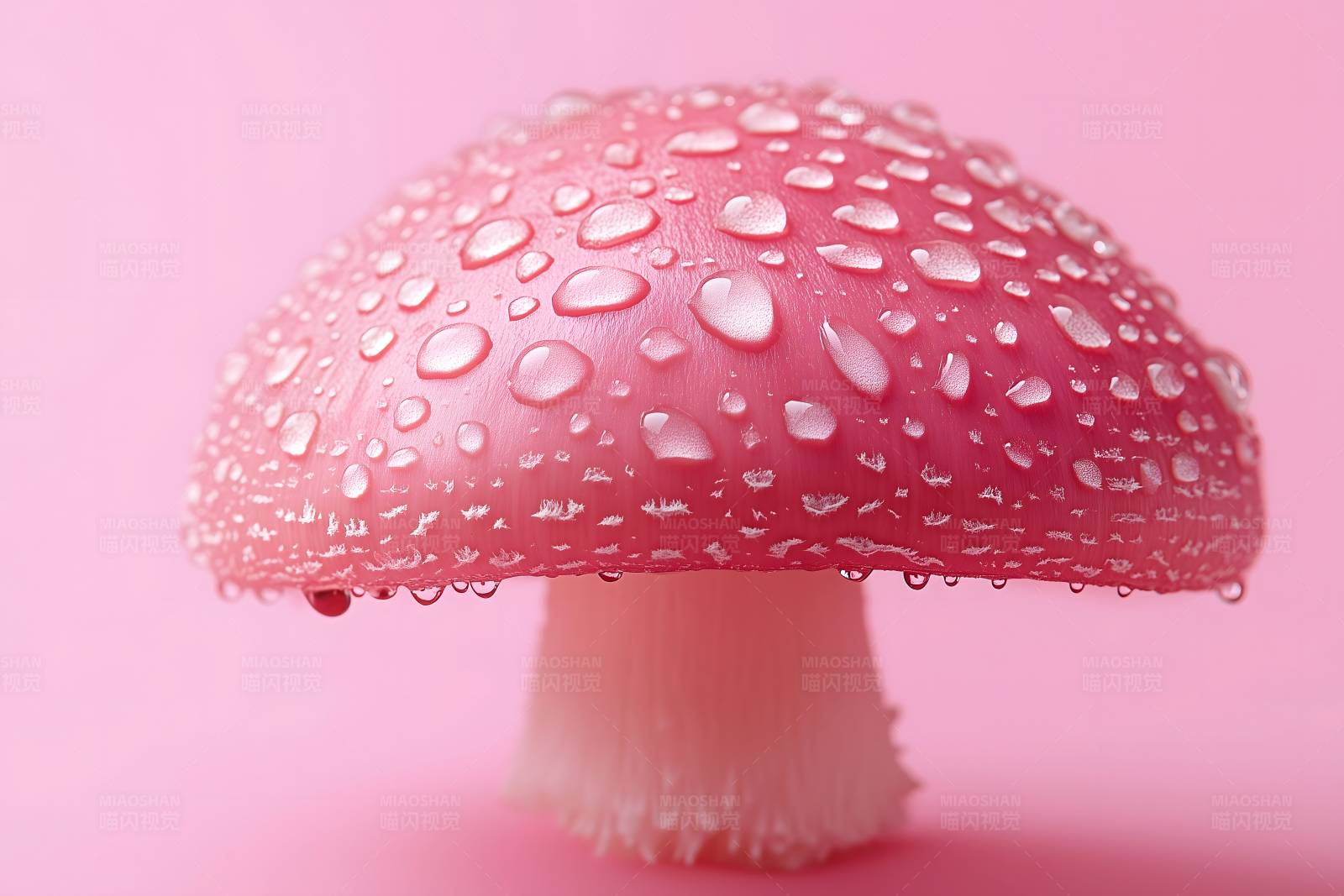 粉色蘑菇上的露珠图片