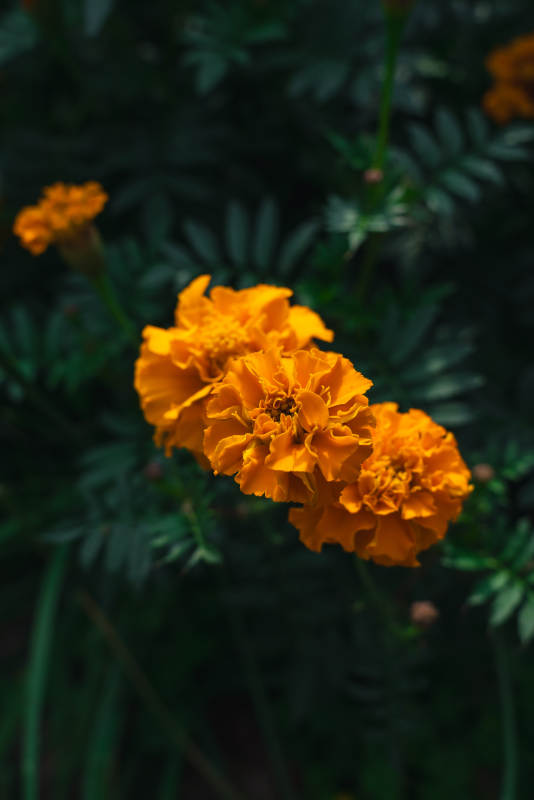 金黄色花朵绽放图片