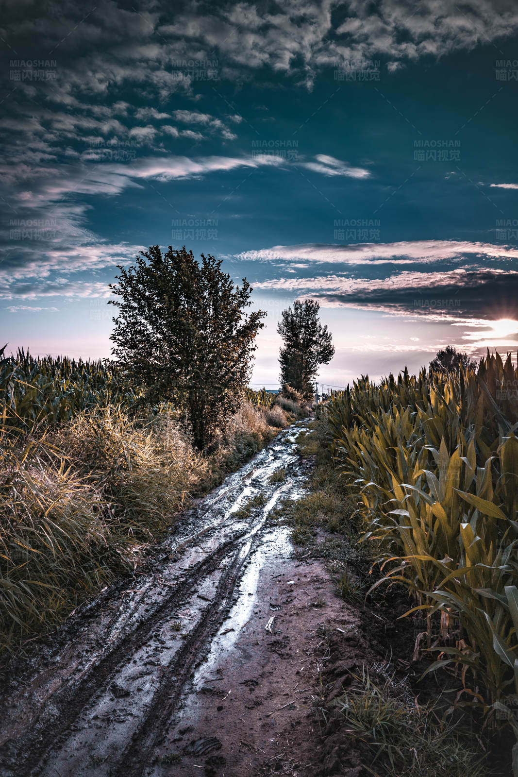 乡村小路夕阳景图片