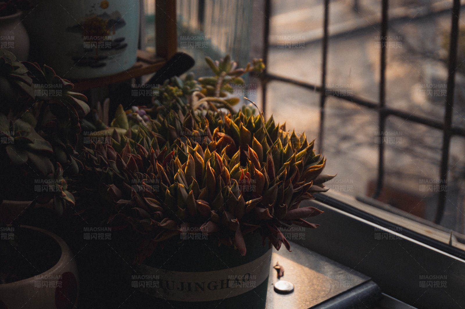 窗边的多肉植物图片