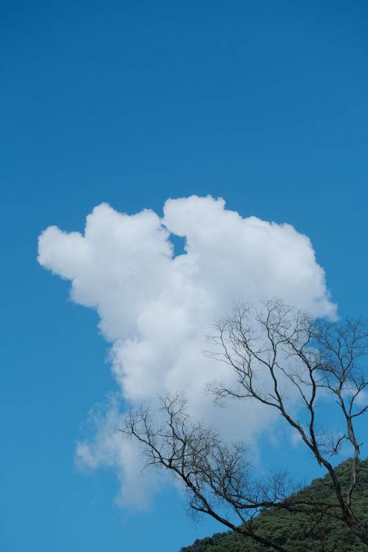 蓝天白云与光秃树枝图片