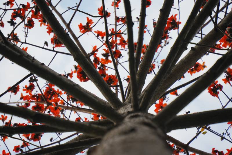 红花映衬的树枝图片