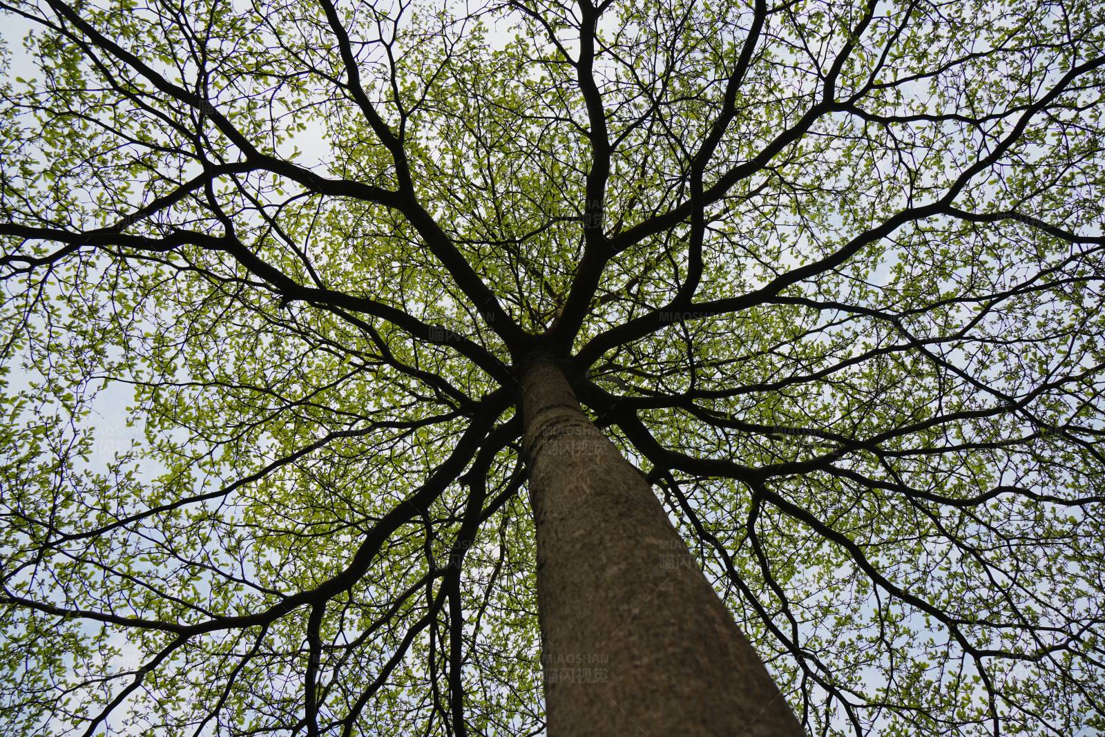 仰望大树的枝叶图片