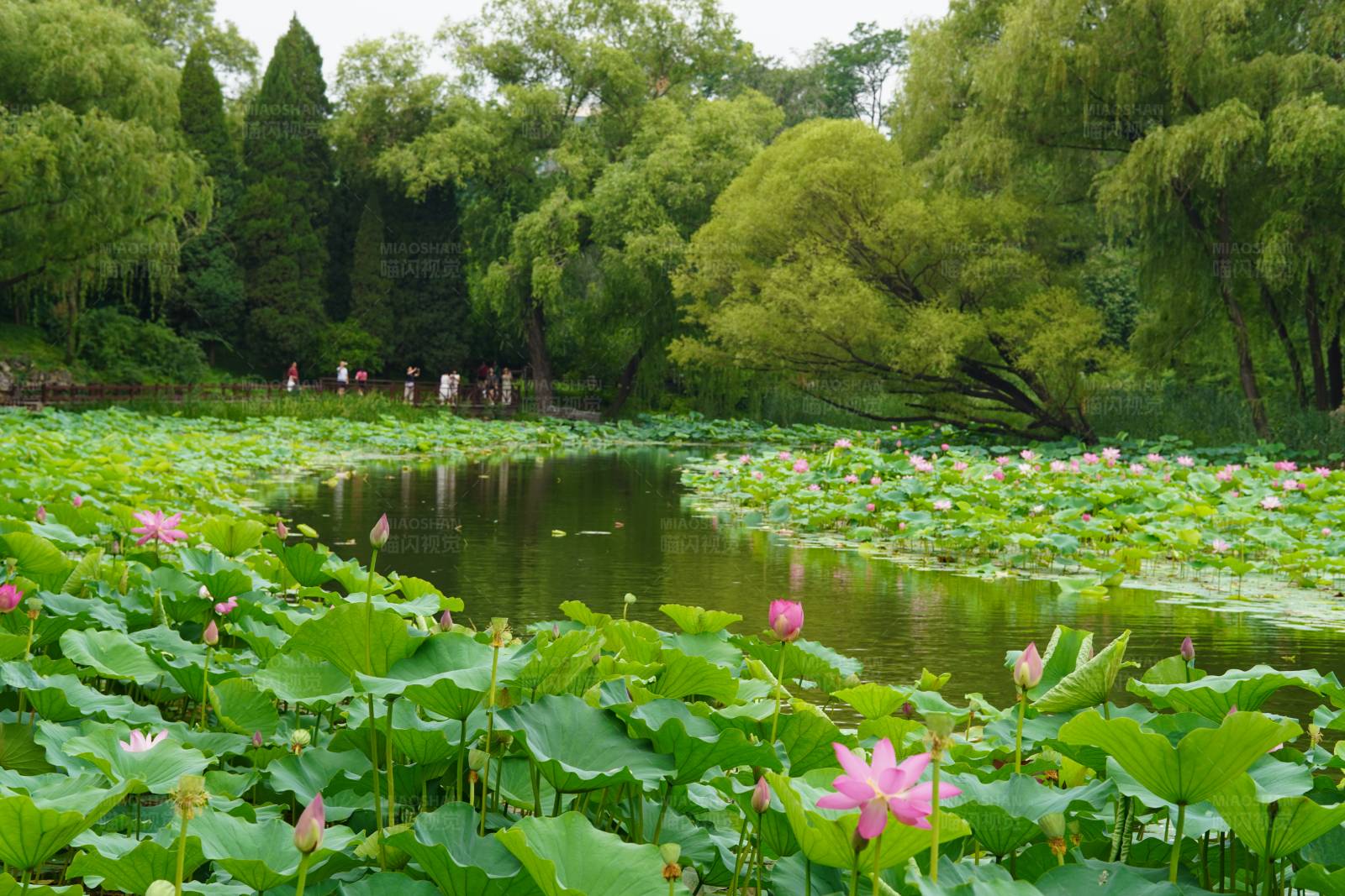 荷花盛开的宁静湖泊图片