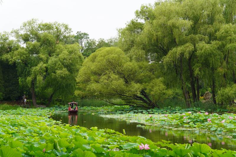 湖上泛舟莲花间图片