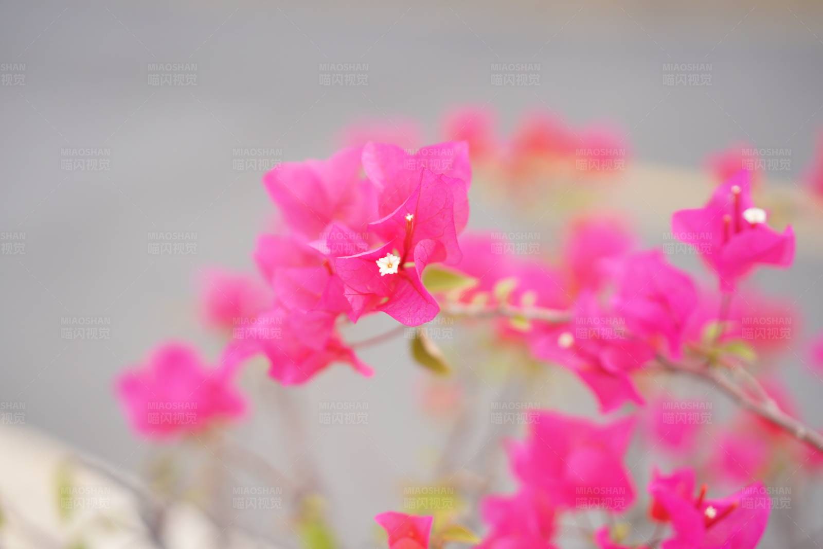 粉色花朵的美丽瞬间图片