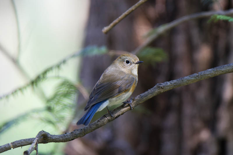 林间小鸟栖息枝头图片