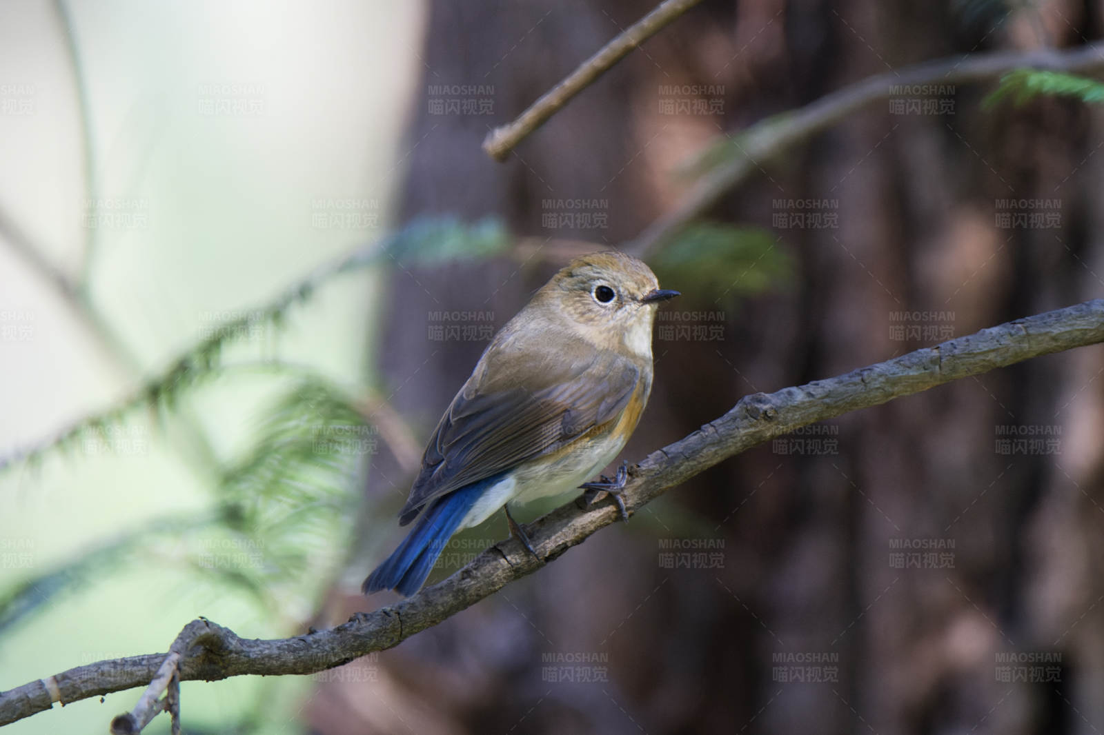 林间小鸟栖息枝头图片