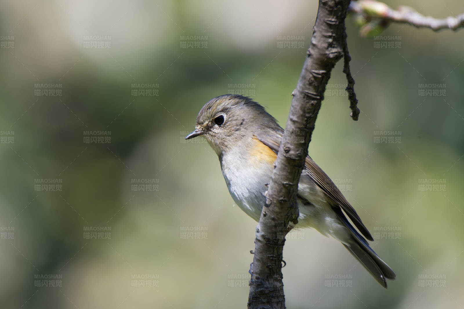 小鸟栖息枝头图片