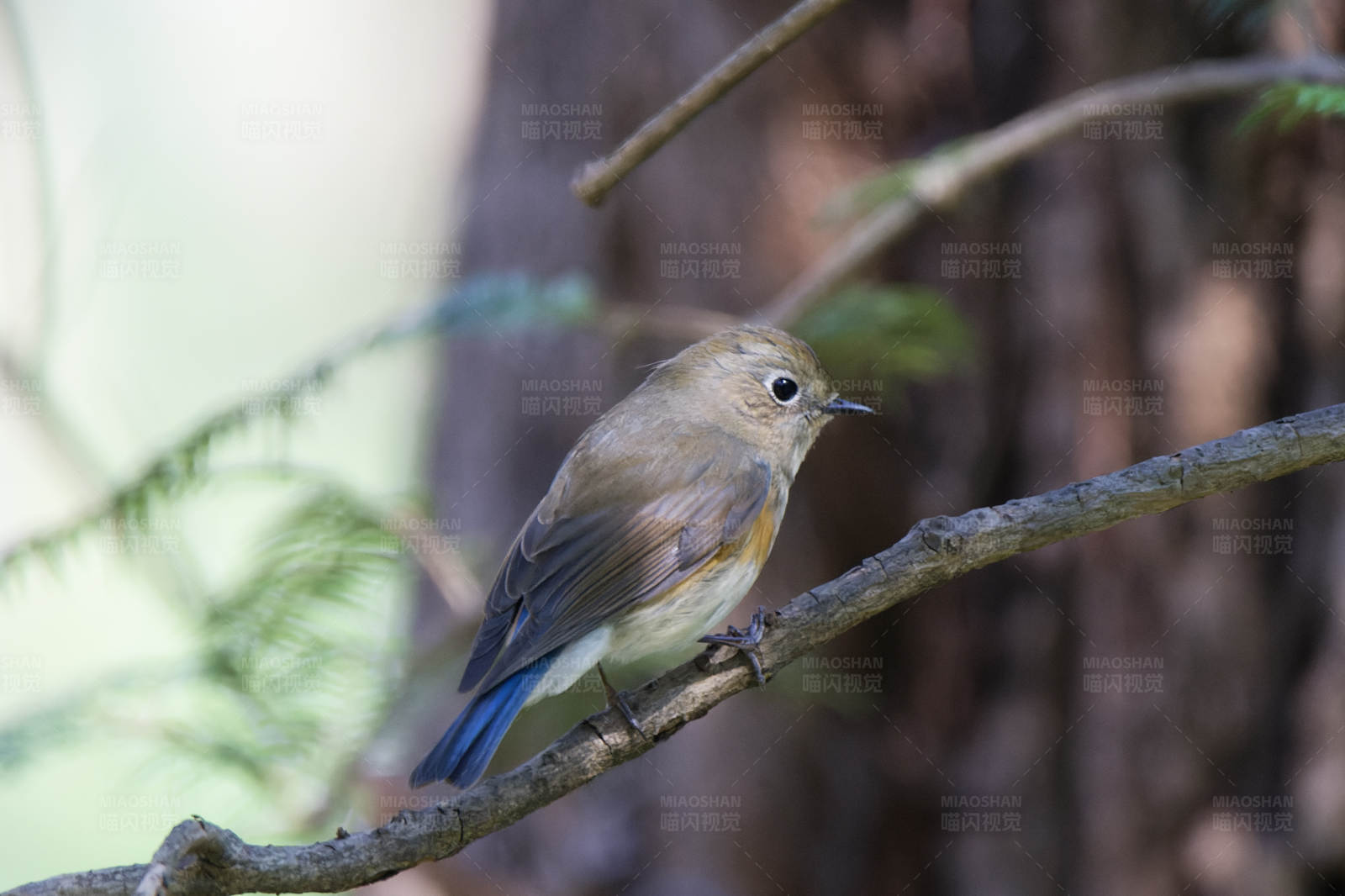 林间小鸟栖息枝头图片
