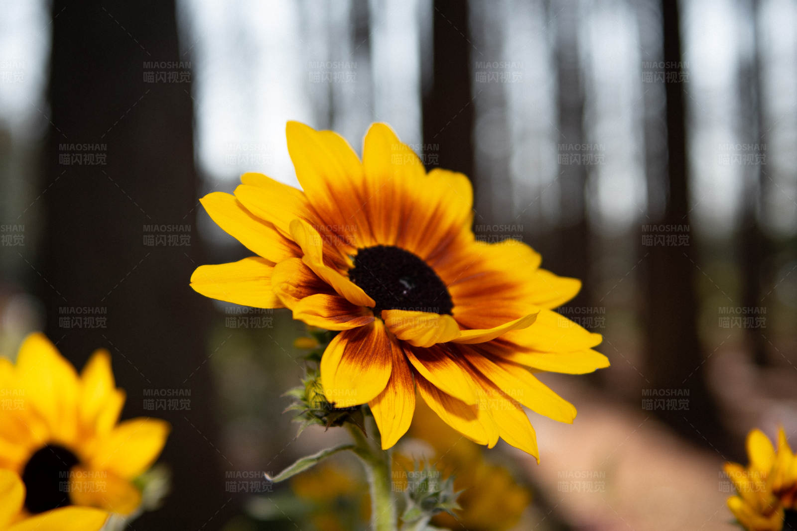 森林中的向日葵图片