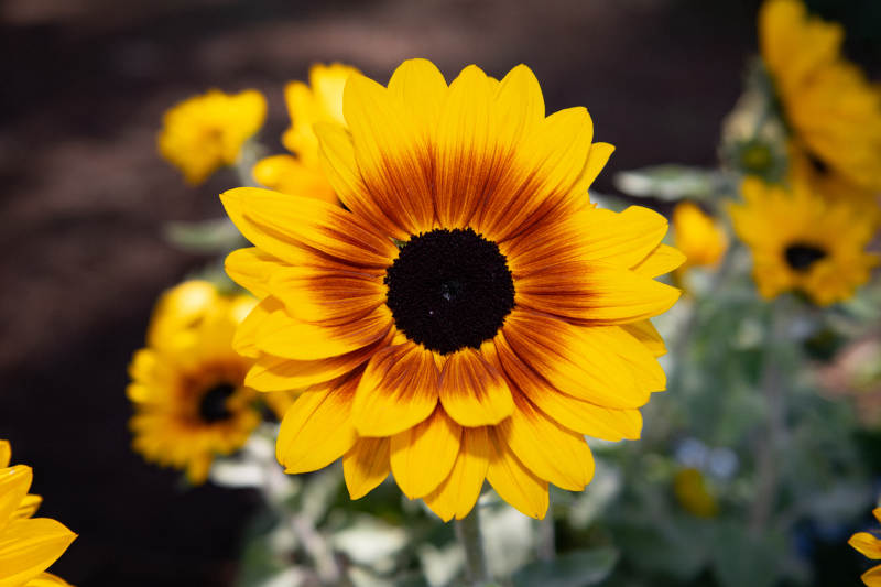 金黄向日葵绽放