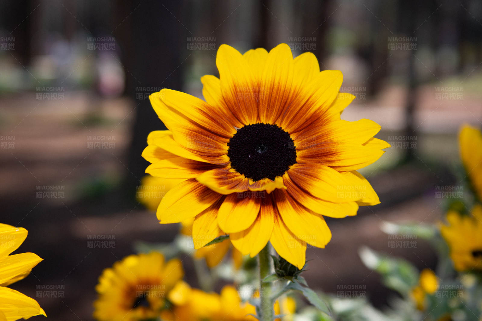 阳光下的向日葵图片