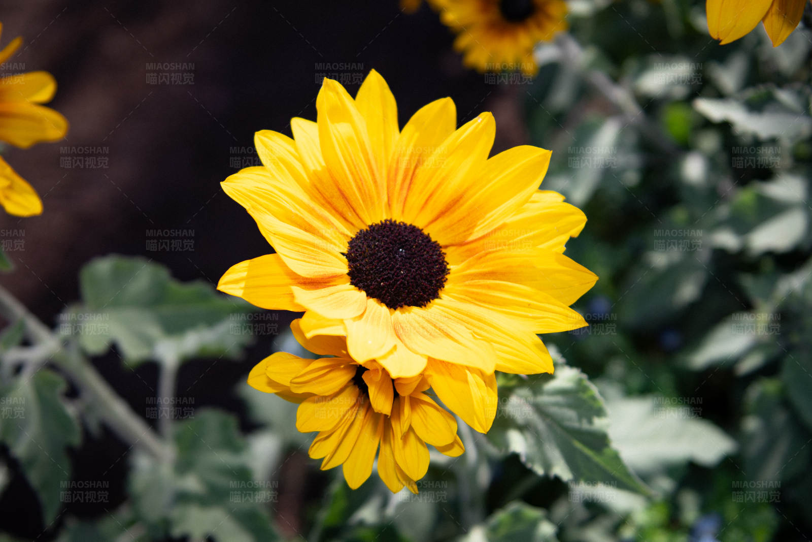 向日葵绽放图片