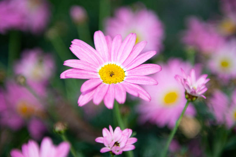 粉色雏菊的美丽瞬间图片