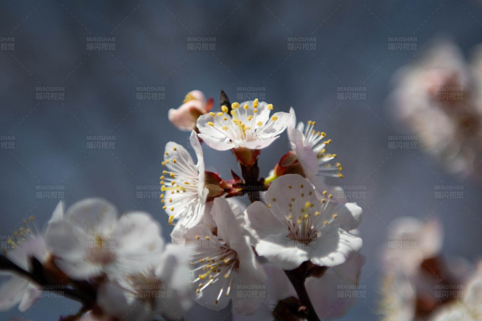 春日花开 蜜蜂采蜜图片