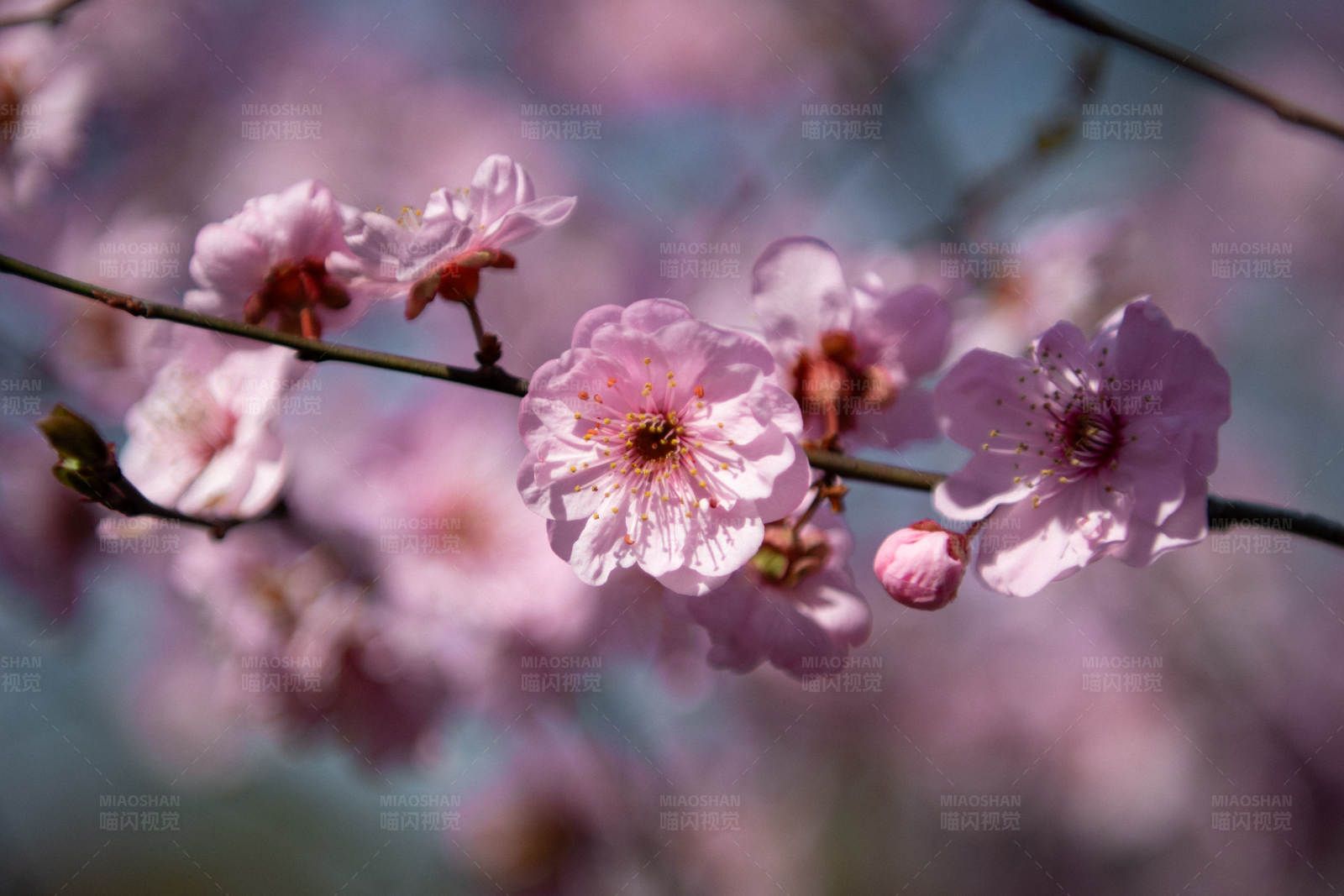 春日梅花绽放图片