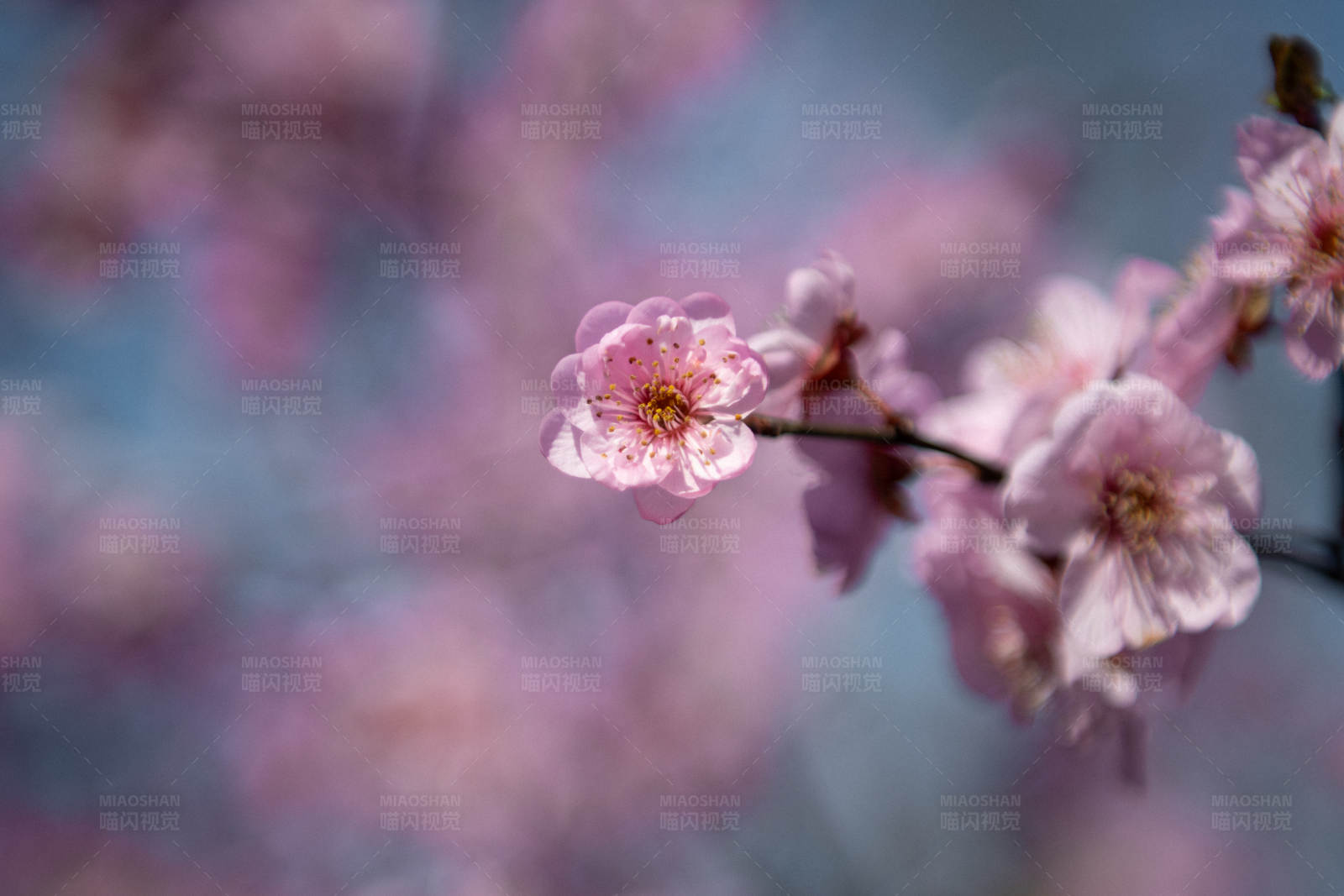 春日梅花绽放图片