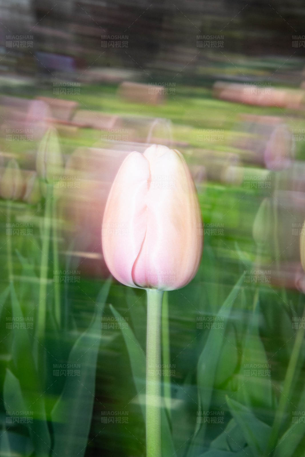 粉色郁金香的瞬间图片