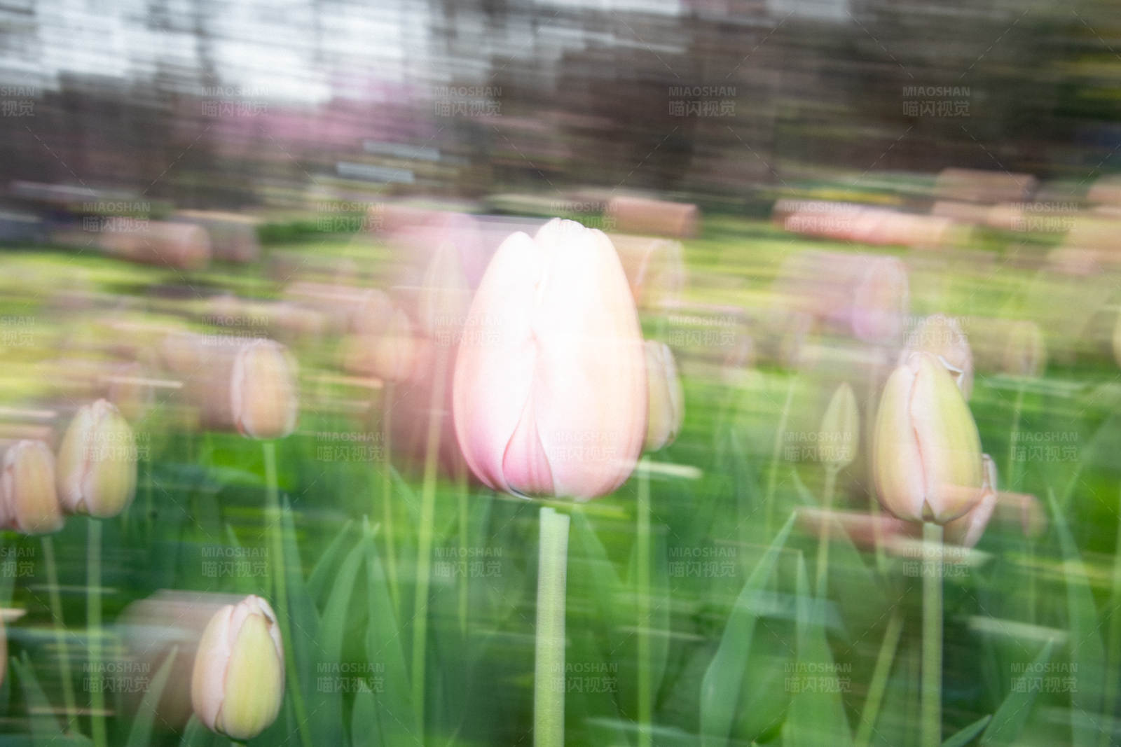 粉色郁金香的瞬间图片