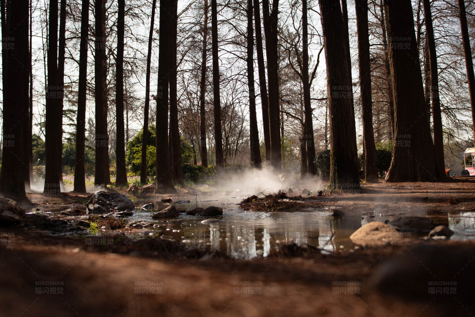森林蒸汽图片